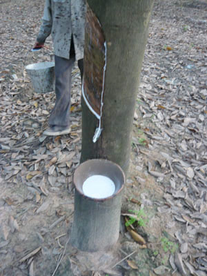 マットレスの原料となるゴムの樹液採集